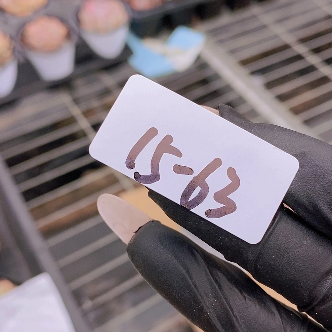 V***n15-63-专拍新品三头美肉一颗