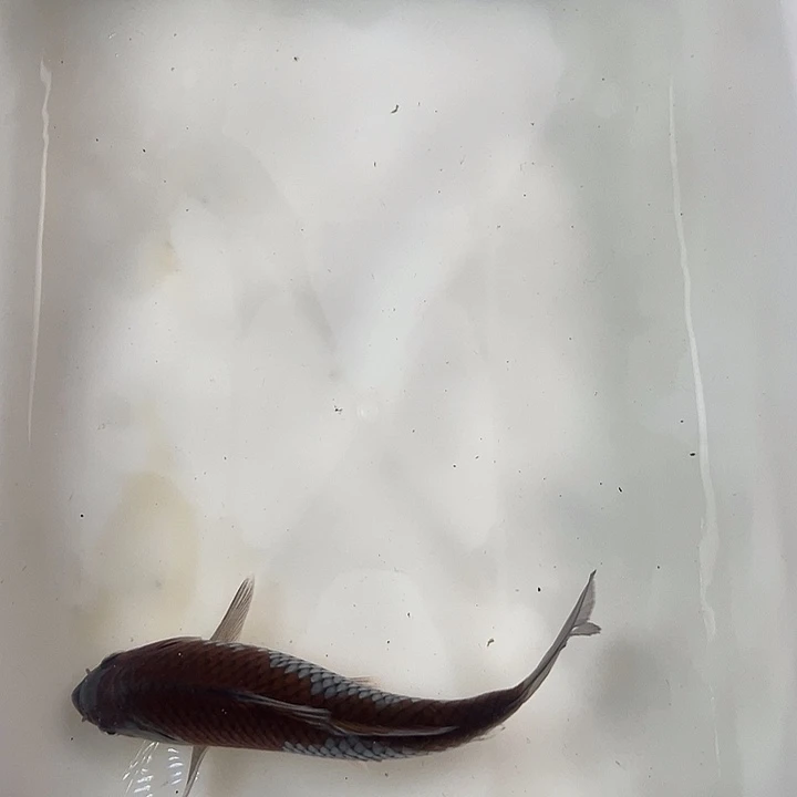 锦鲤血统锦鲤养殖