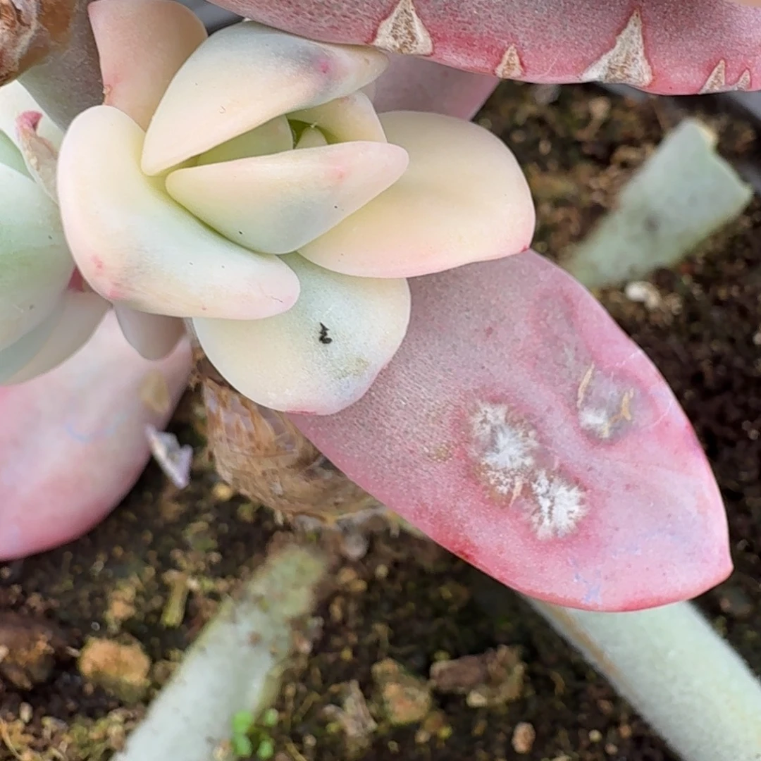 兔***糖奶茶锦 侧芽 安吉园艺锦