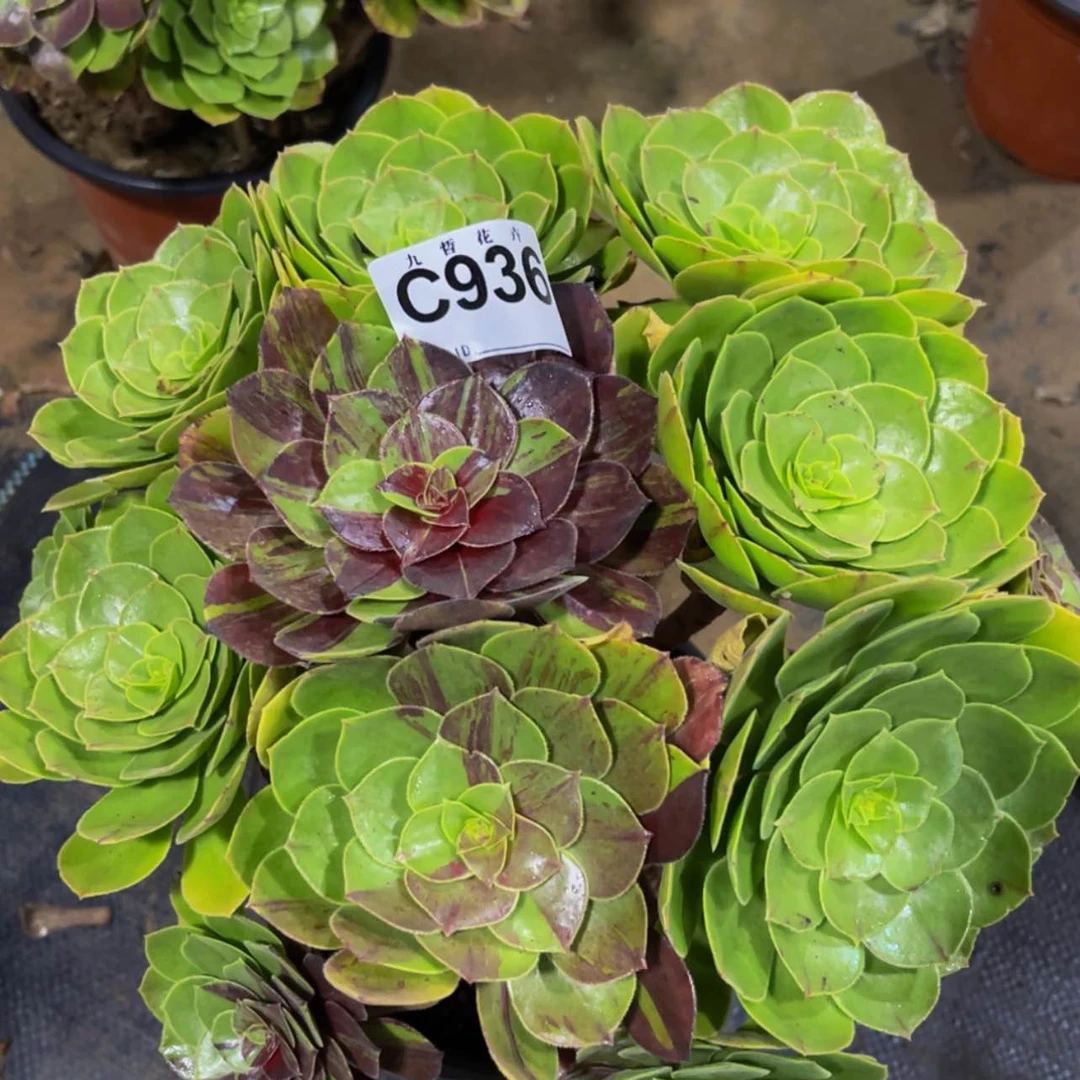 【闪购商品】93600花月夜