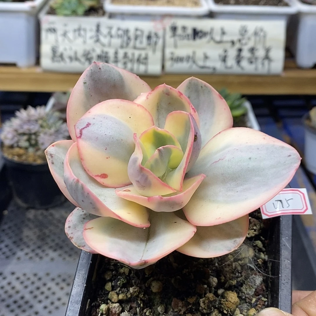 21175 白娘子覆轮锦