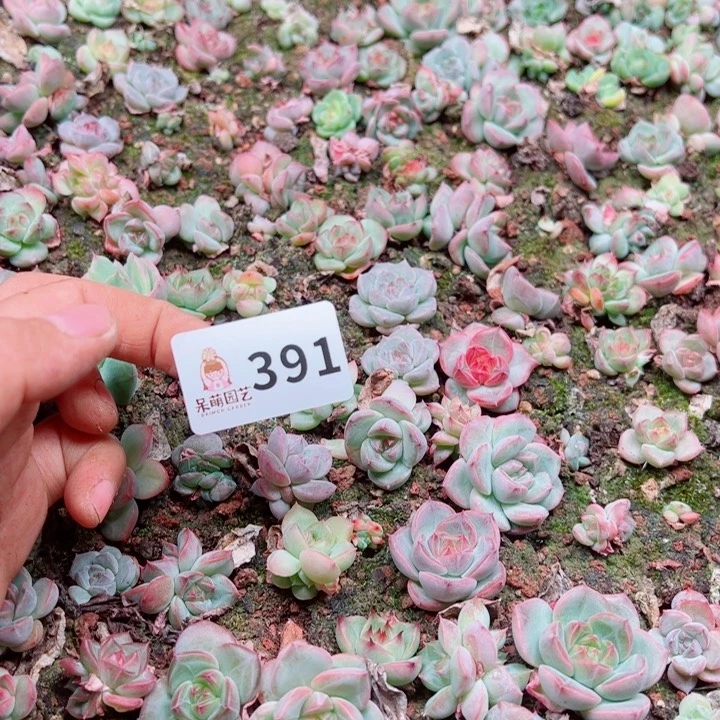 溺****多肉植物多肉植物