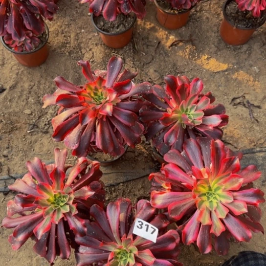 美杜莎5棵3号棚317