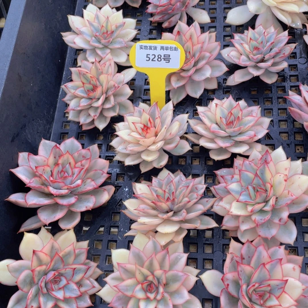 528号 全状态月光女神锦单头一个