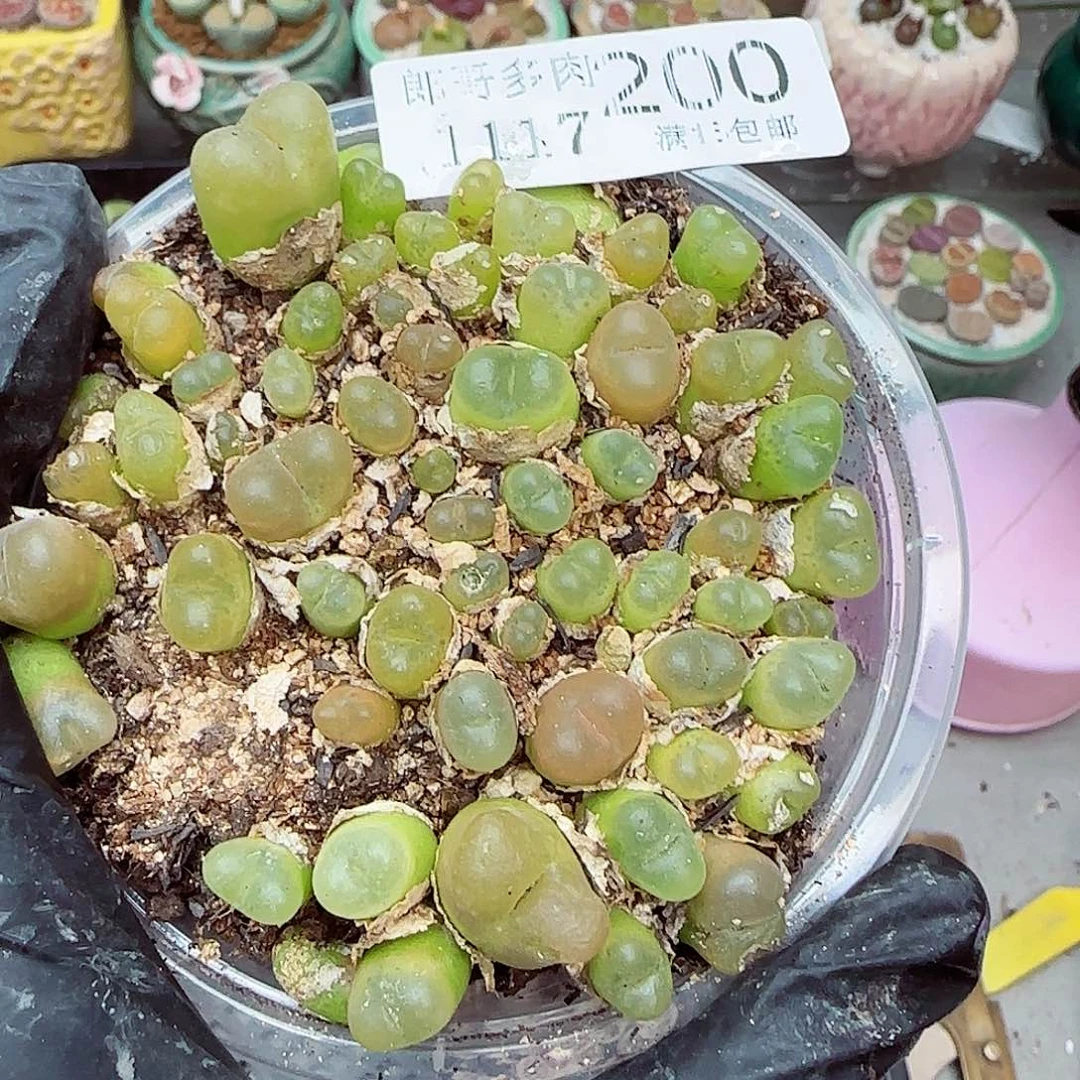 生石花满18包邮1117-200