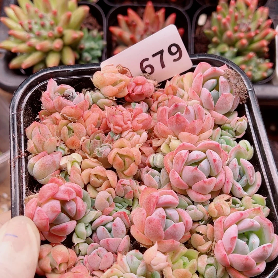 多肉植物多肉植物