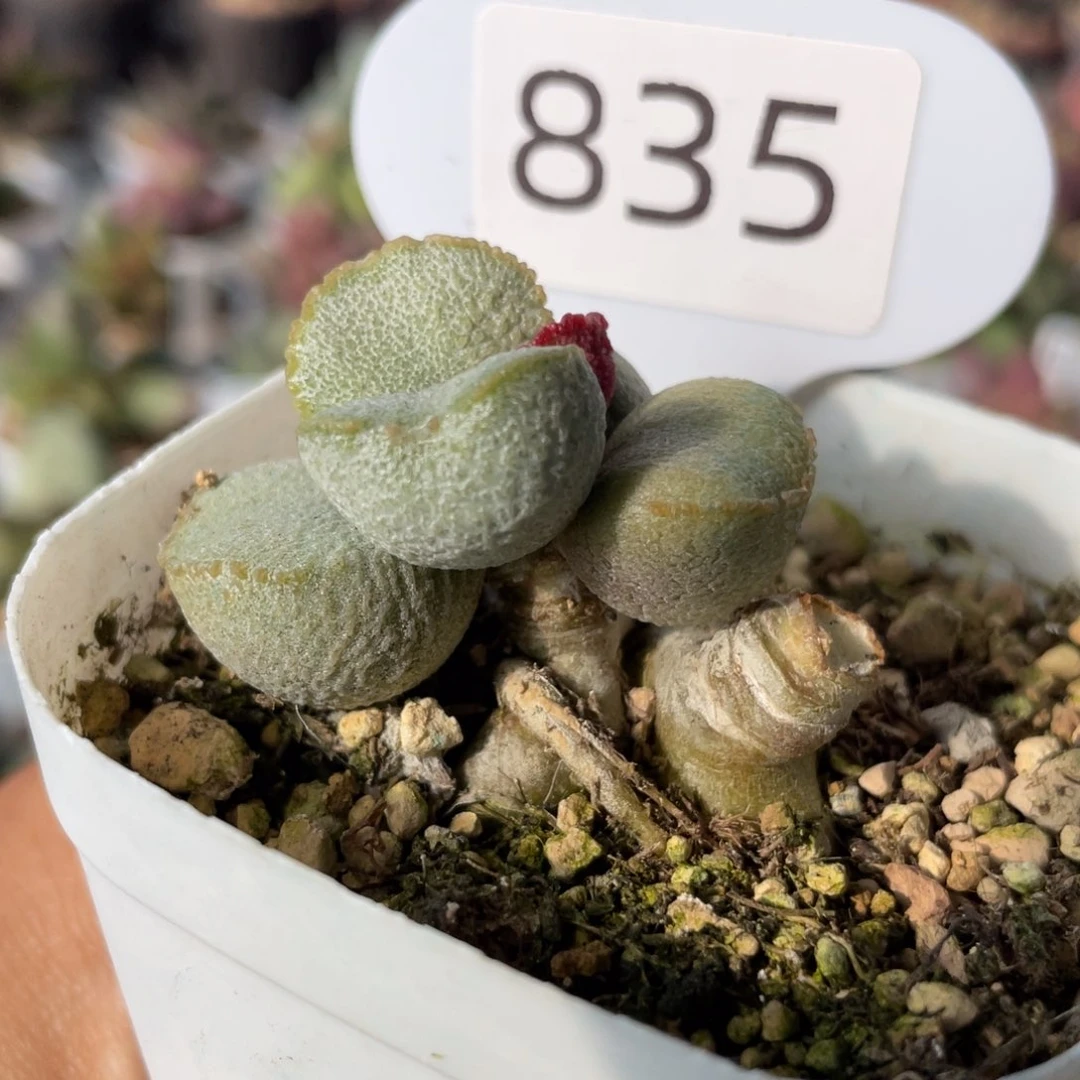 肉*君      绿磨砂。   835。