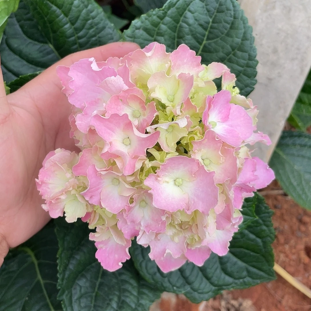绣球切花一物一拍3枝包邮，35