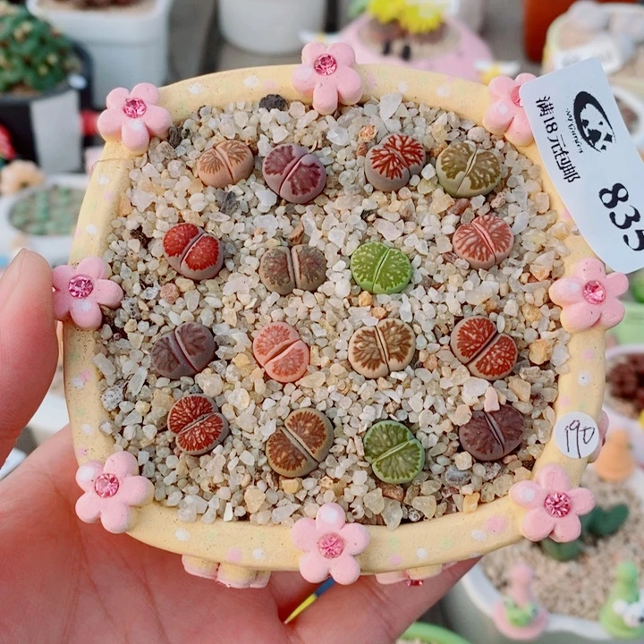 生石花花花花花835