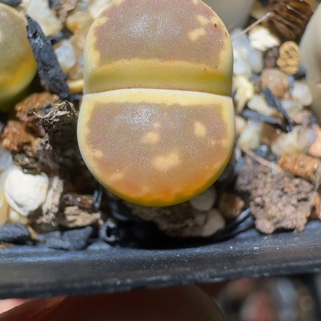 绝绝绝绝子生石花3150