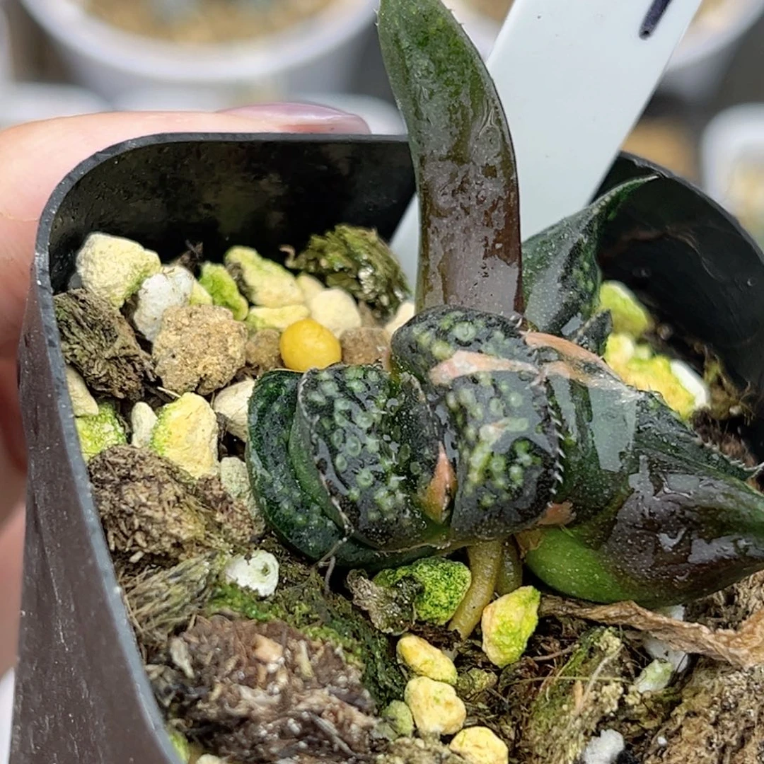 119紫禁城锦双头福利专场