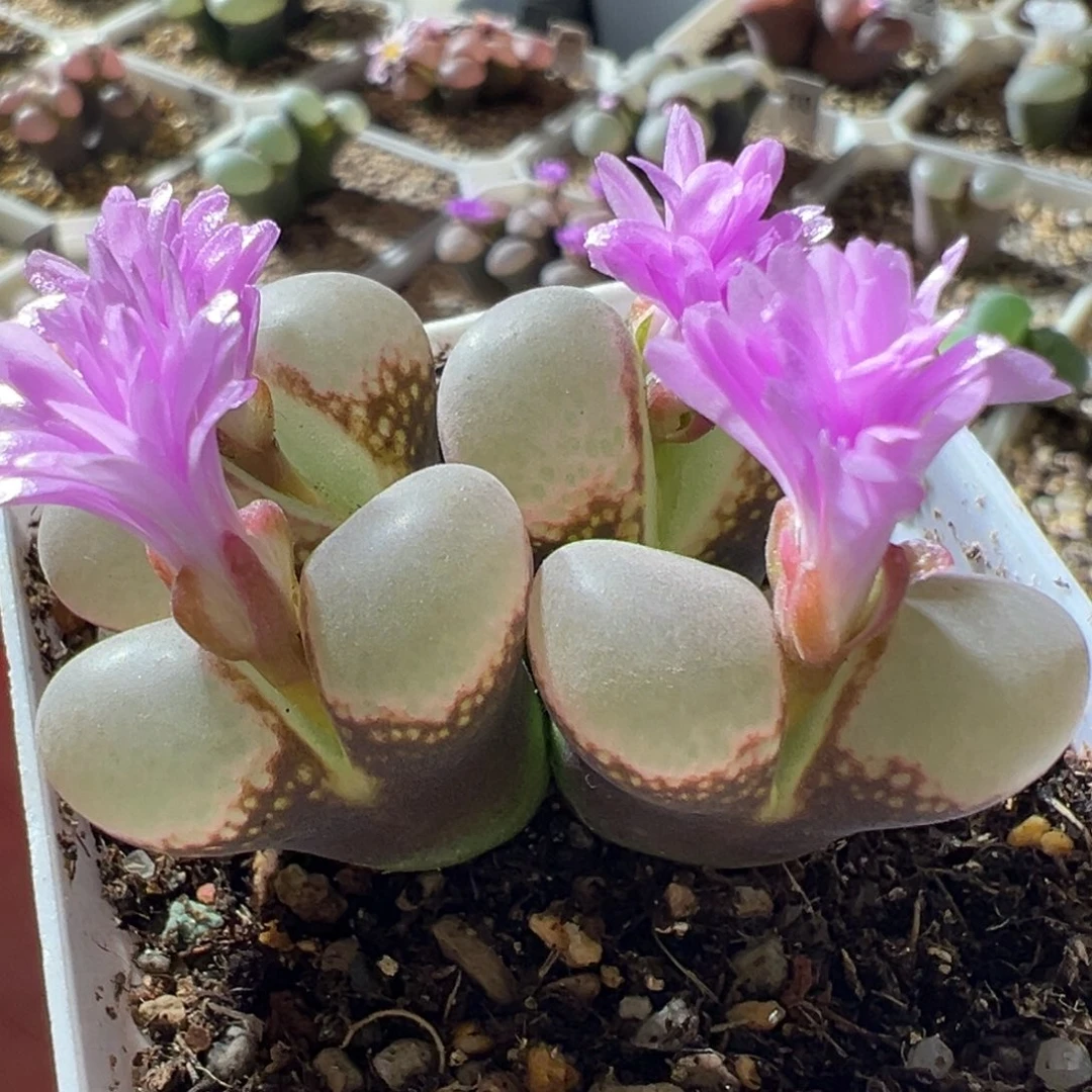 红风铃紫体白窗 母本 好看10