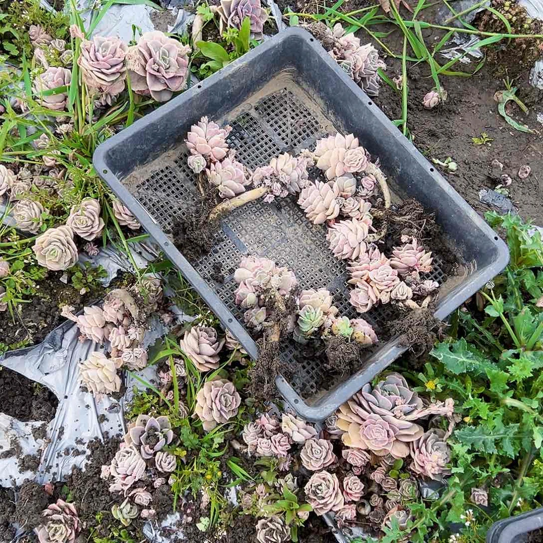 不售后款5颗可爱玫瑰