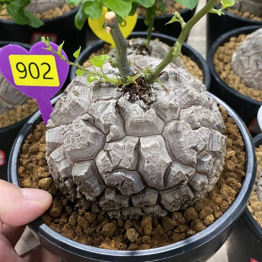 南非龟甲龙龟甲龙