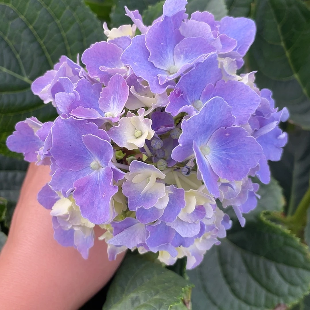 绣球切花一物一拍3枝起包邮，加购195
