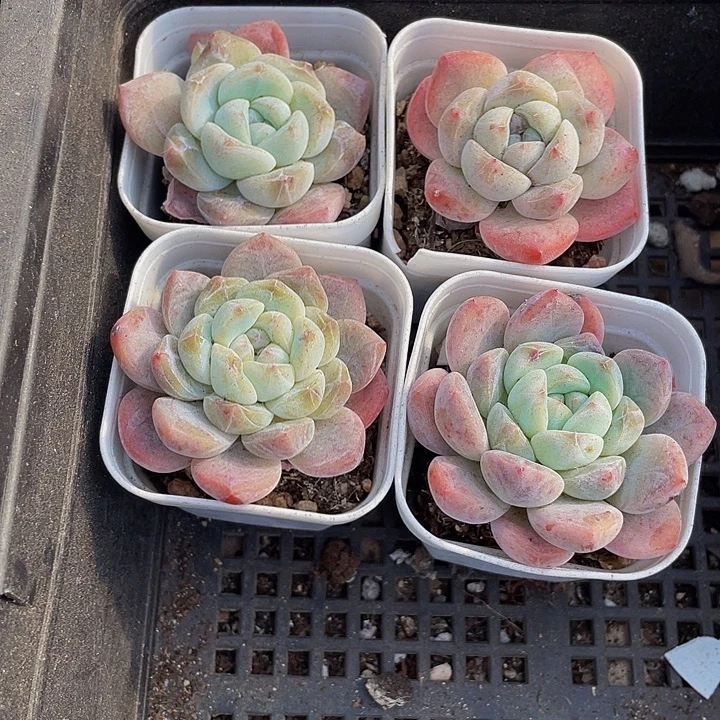 刚毅2.8带盆土发货