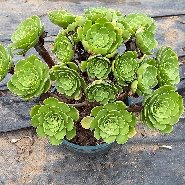 万圣夜67多肉植物法师法师法师