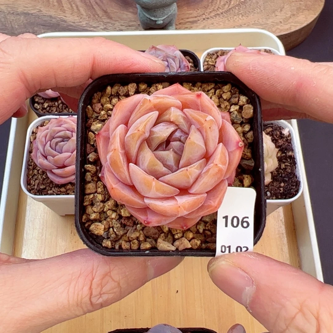 好好看106、哈哈哈哈