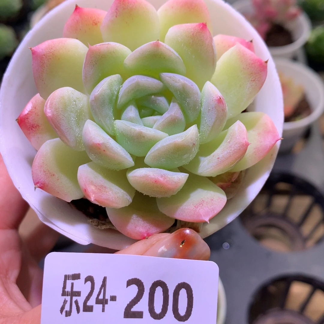 乐然24-200 明月心