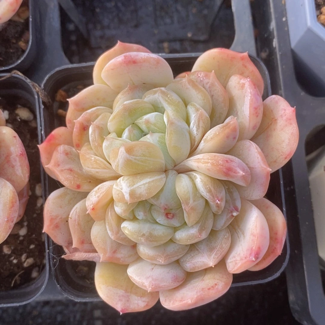 可问主播品种，下滑链接更多品种多肉选择