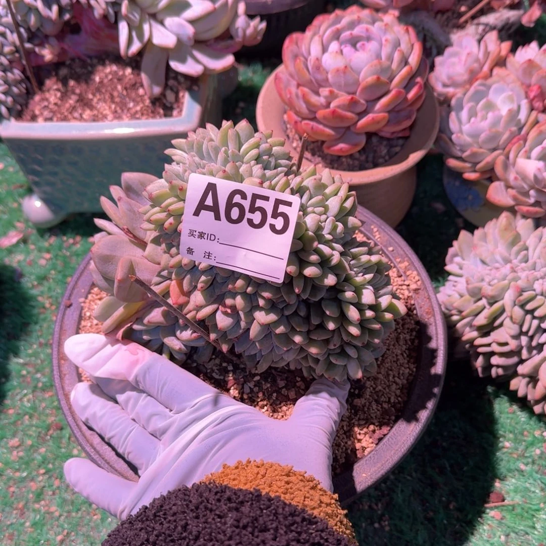 星影缀化呀呀呀呀呀