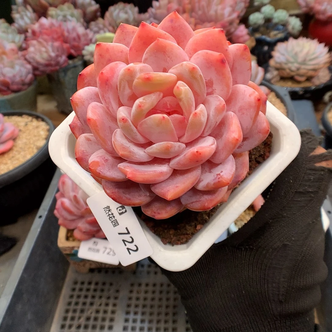 722雪天使多肉植物666