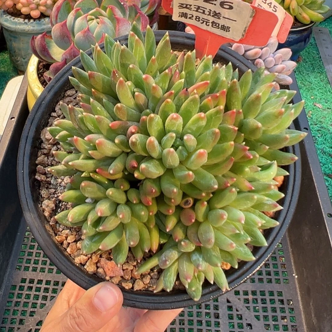 表妹精品多肉植物326.