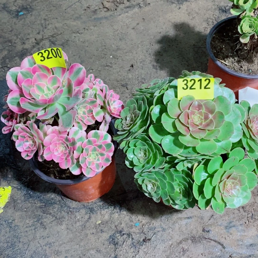组合多肉植物32003212