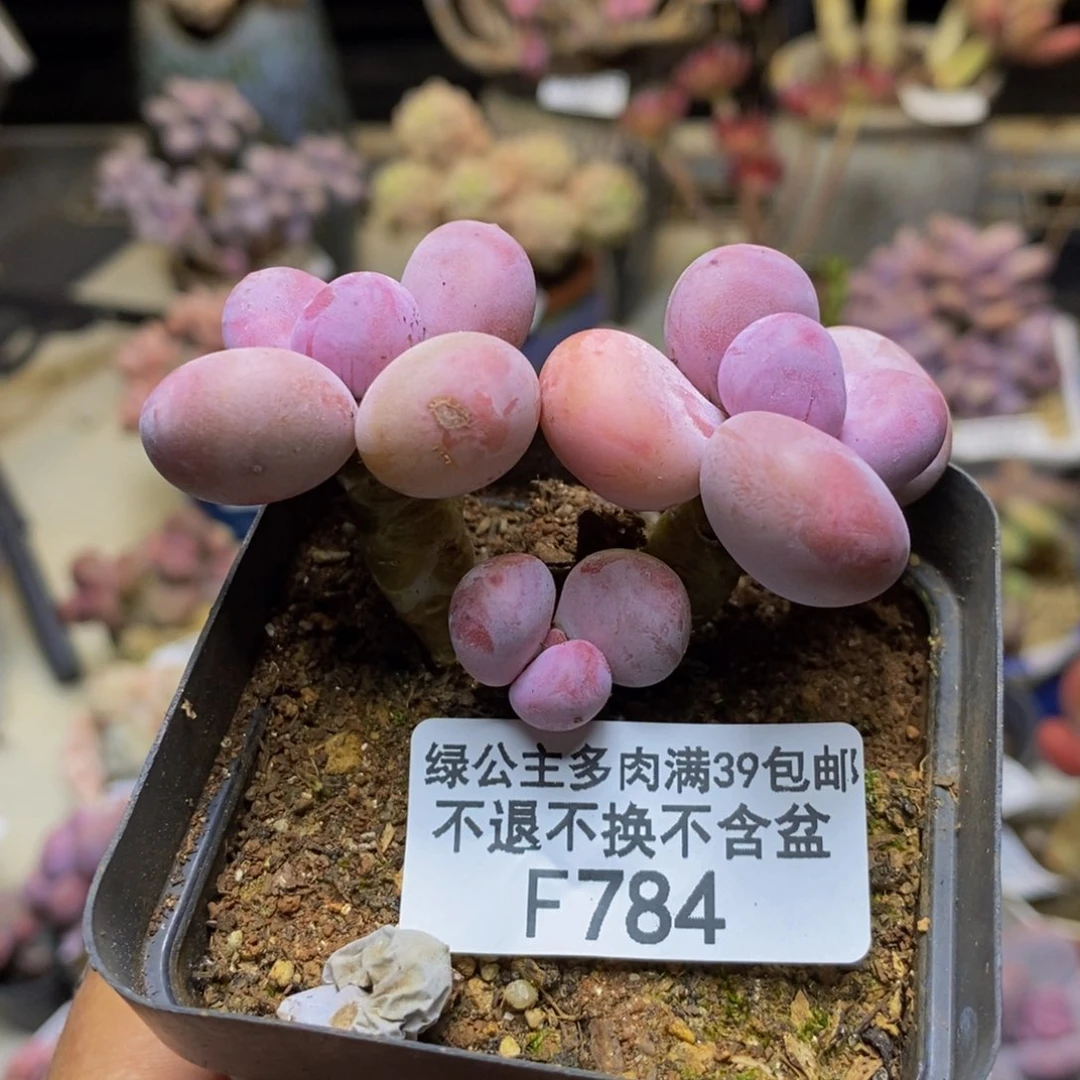 784蛋黄奶多肉4c m
