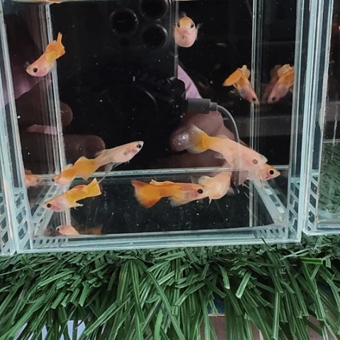 海水@****～黄金玻璃猫4对