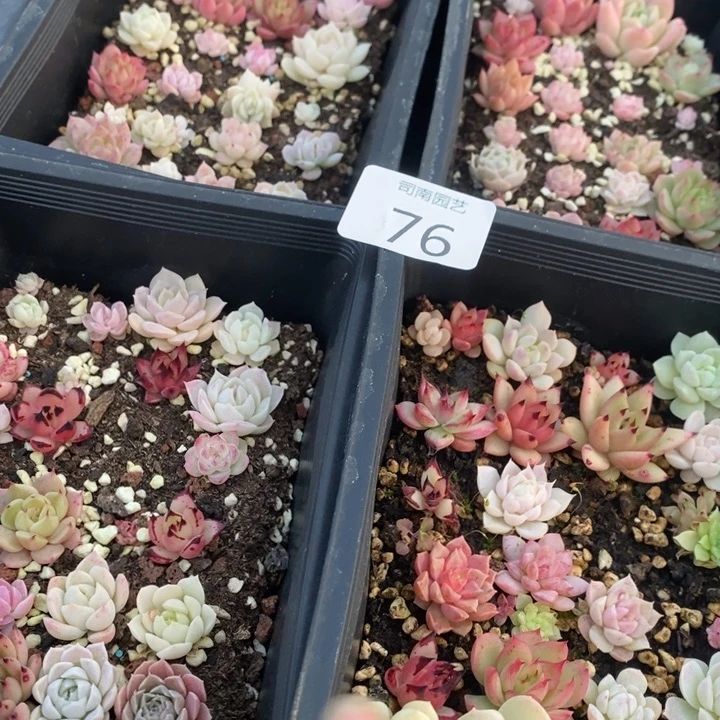76 多肉植物盆栽花卉