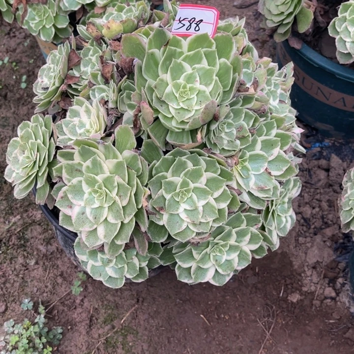 588海王多肉植物法师