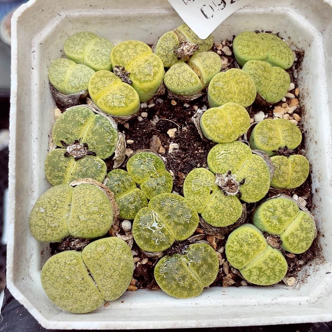生石花18包邮0924-76
