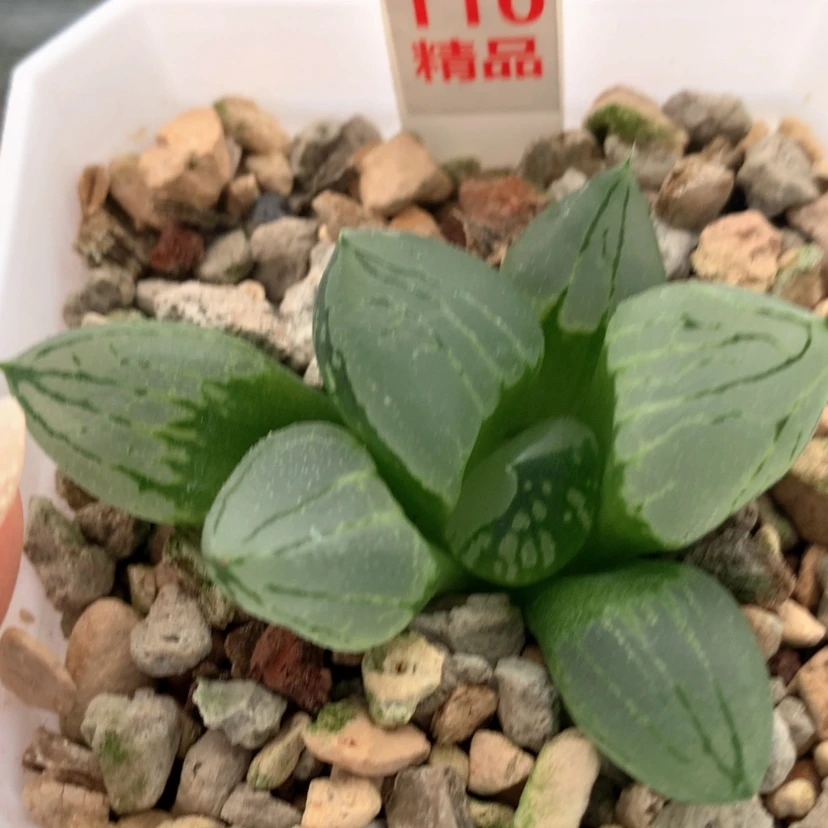 【闪购商品】110虞美人