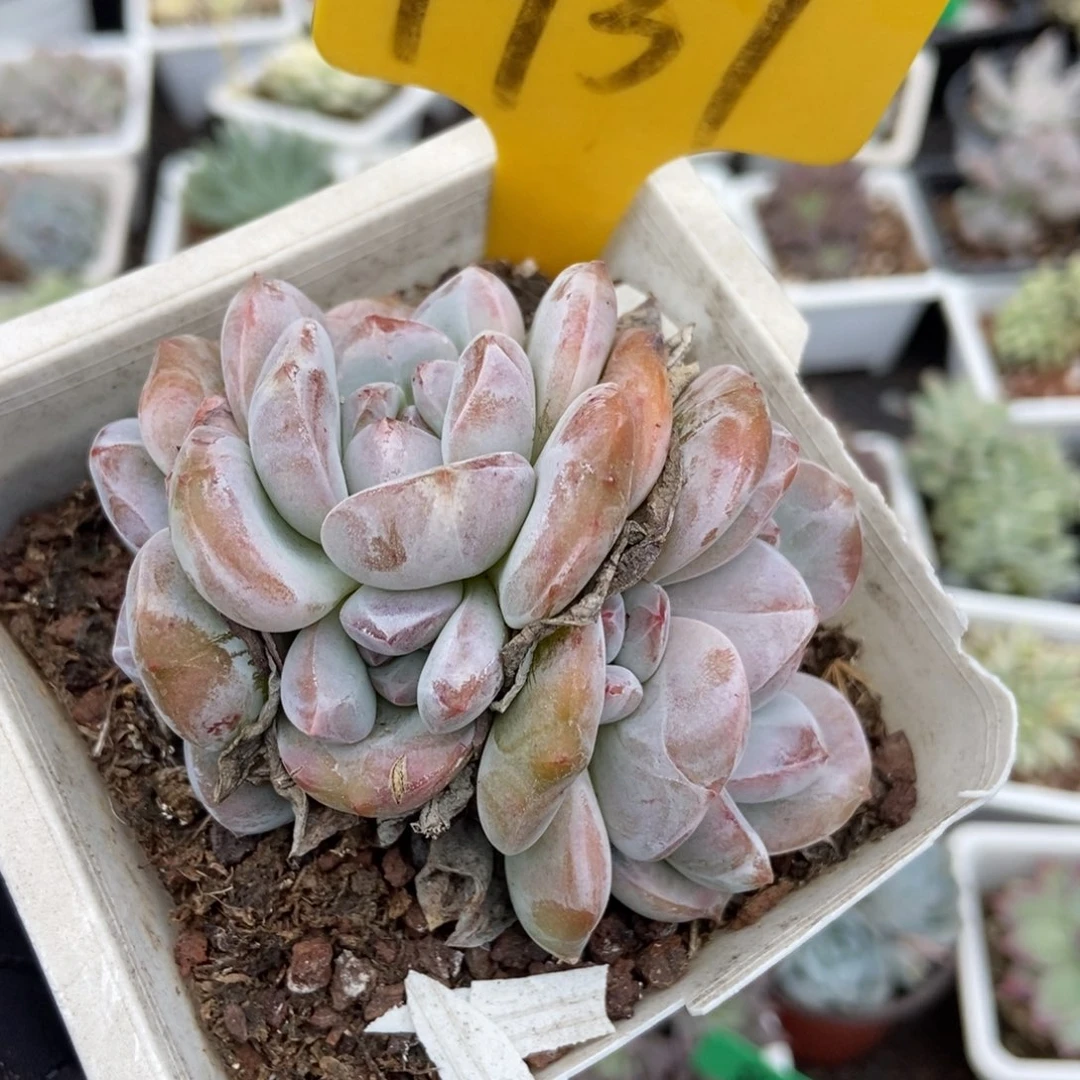 1937石榴籽多肉植物