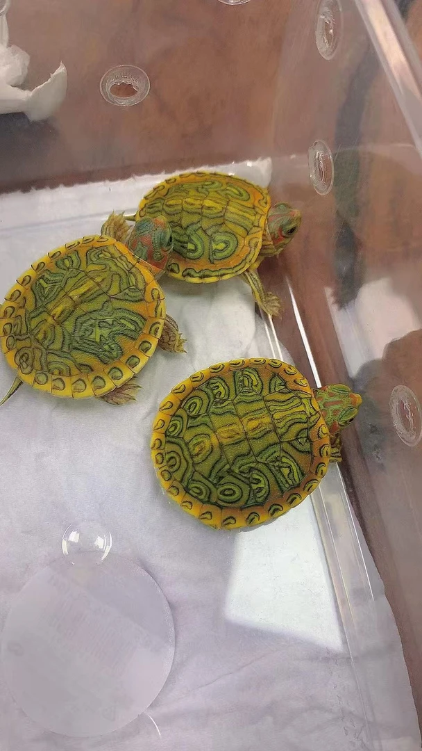 变异小巴西直播链接选龟，一物一拍