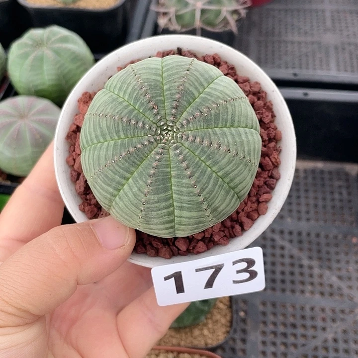 173实生大单头欧布