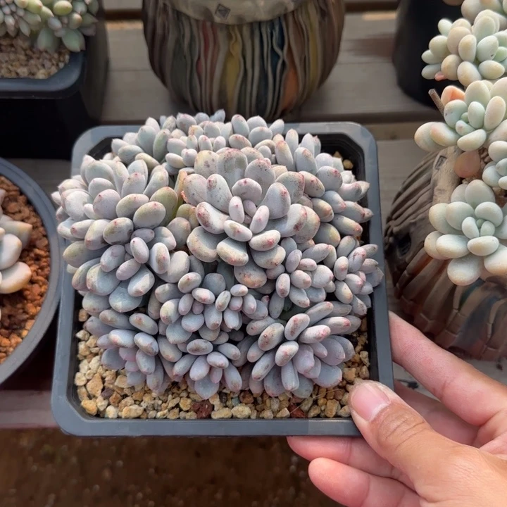 香香雪整群多肉五十包邮