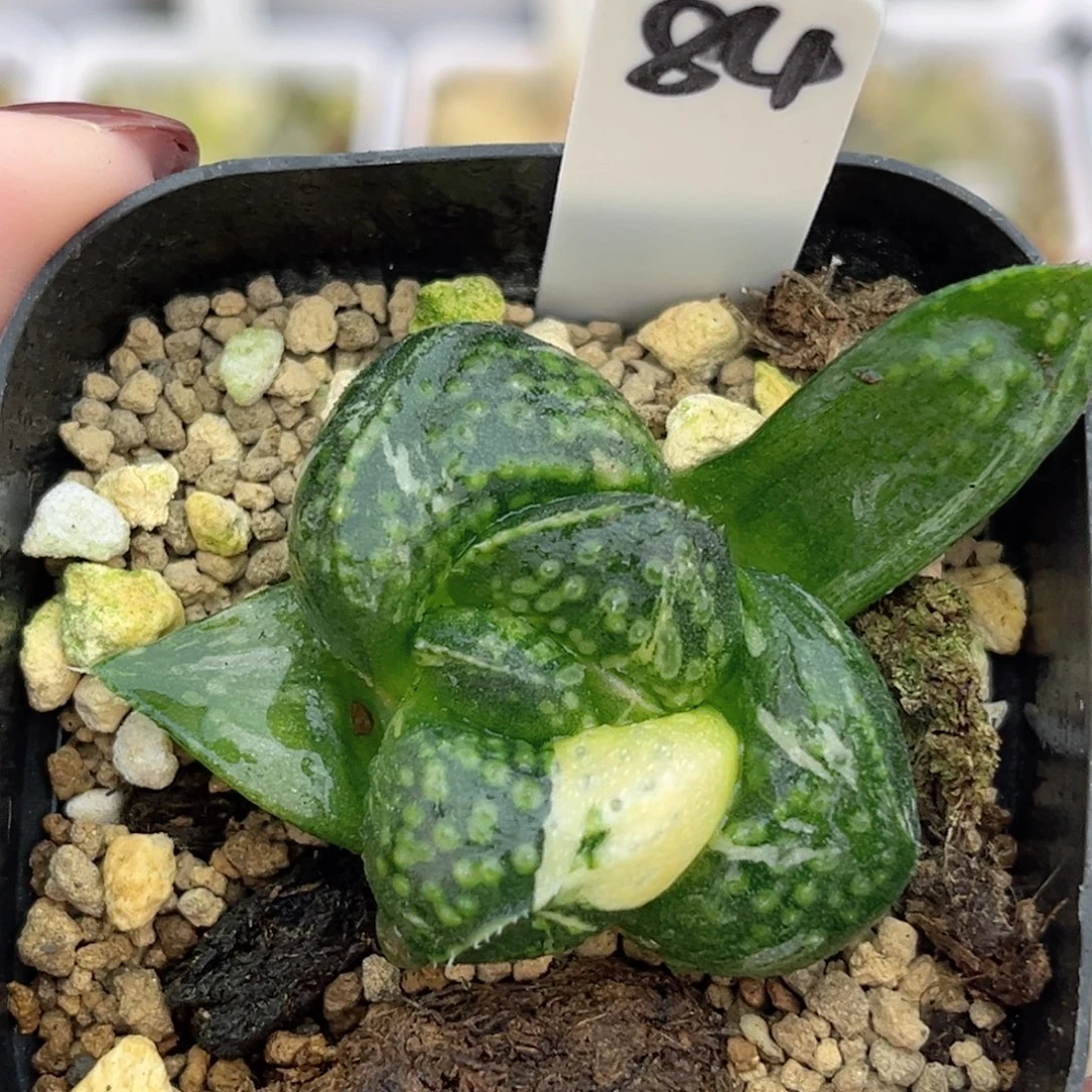 84巨大丸叶紫禁城锦福利专场