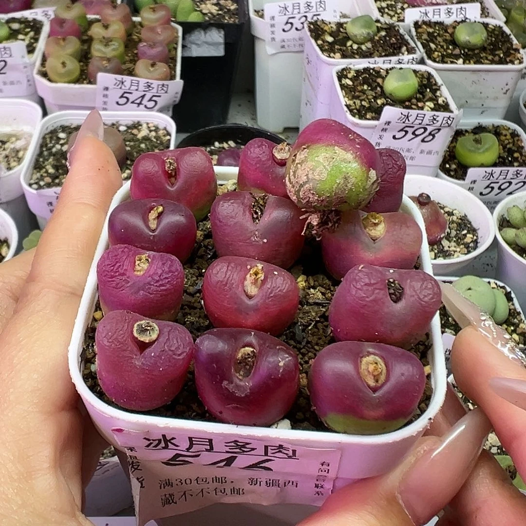 546毛汉尼裸根发货