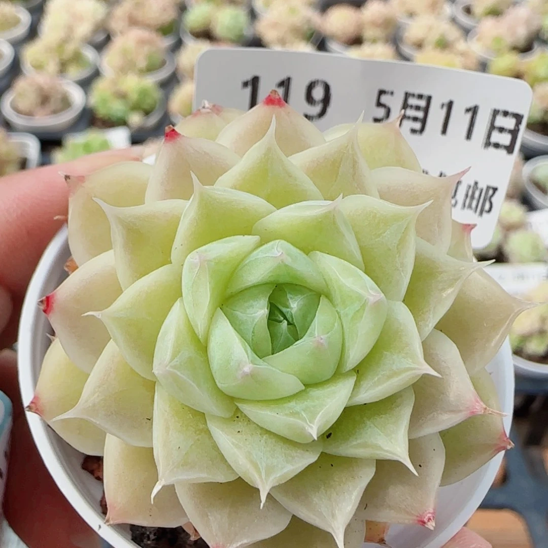 花语逸镜0511-119