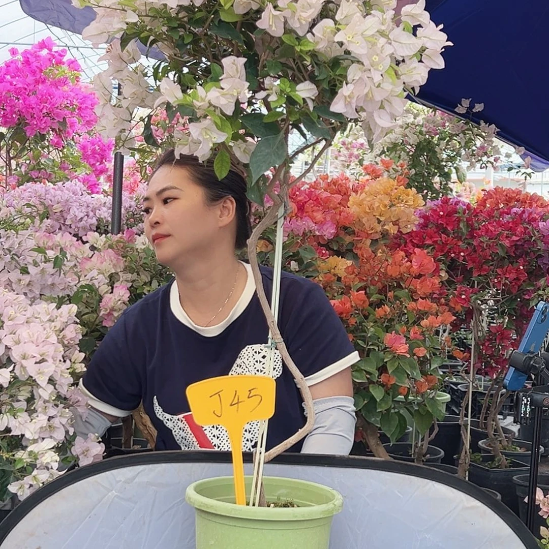 舒***居大部分花苞少量开放J45苹果花