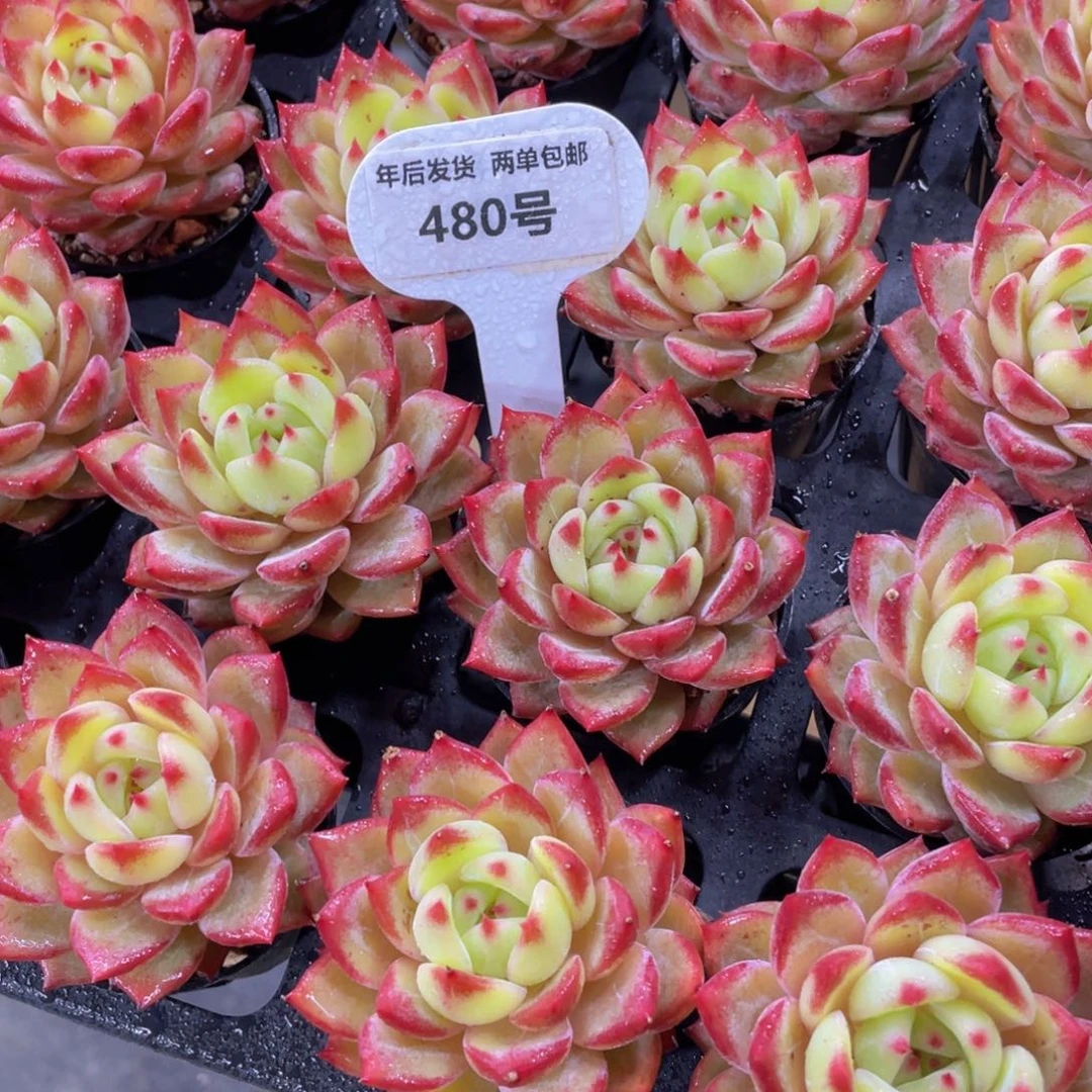 480号 珍妮冰透夜魔侠单头两个