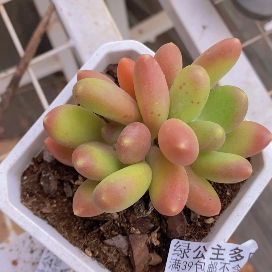 芒果奶6cm1362多肉植物i