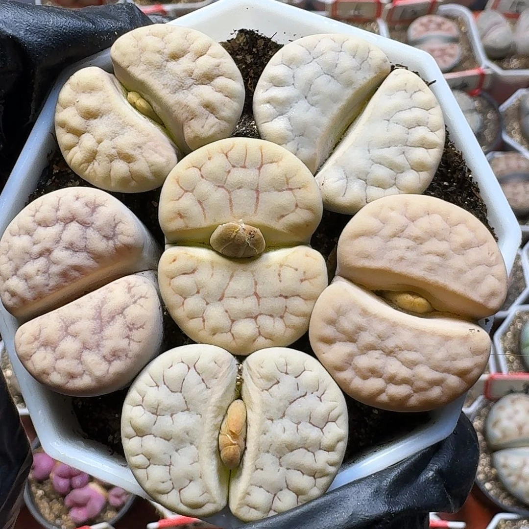 生石花111111。   293