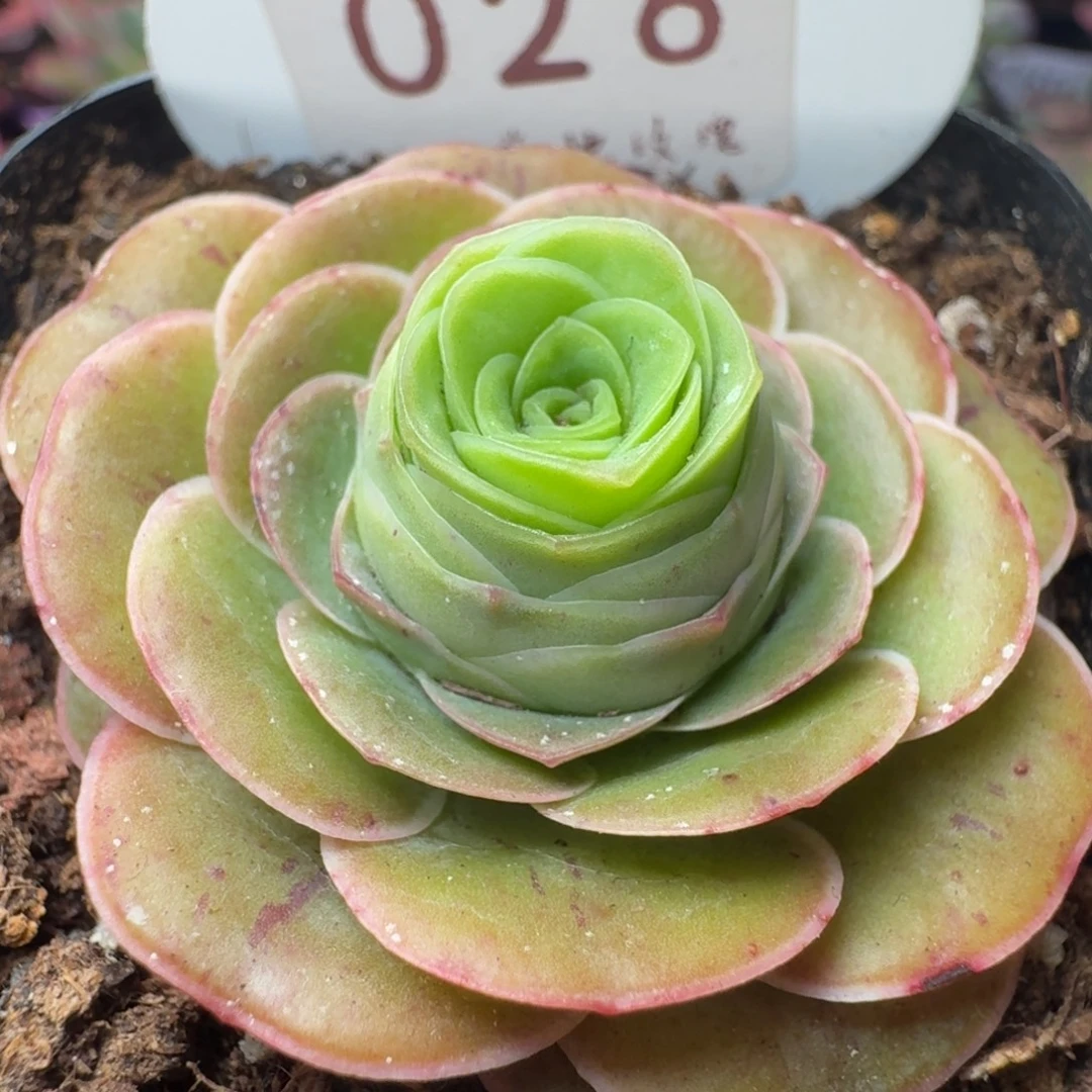 不送盆土-28冠幅  3cm