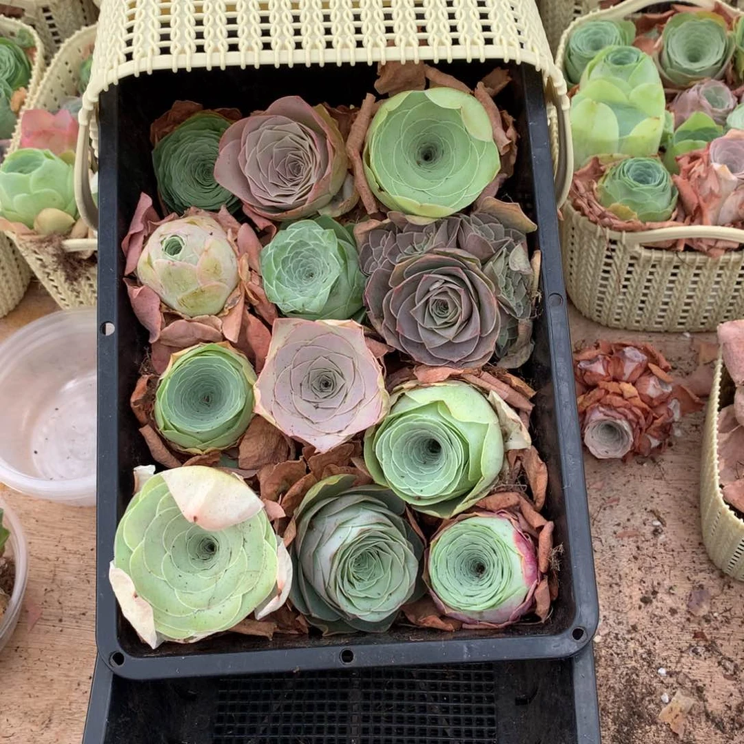 一篮新手套餐给6颗小苗量拍