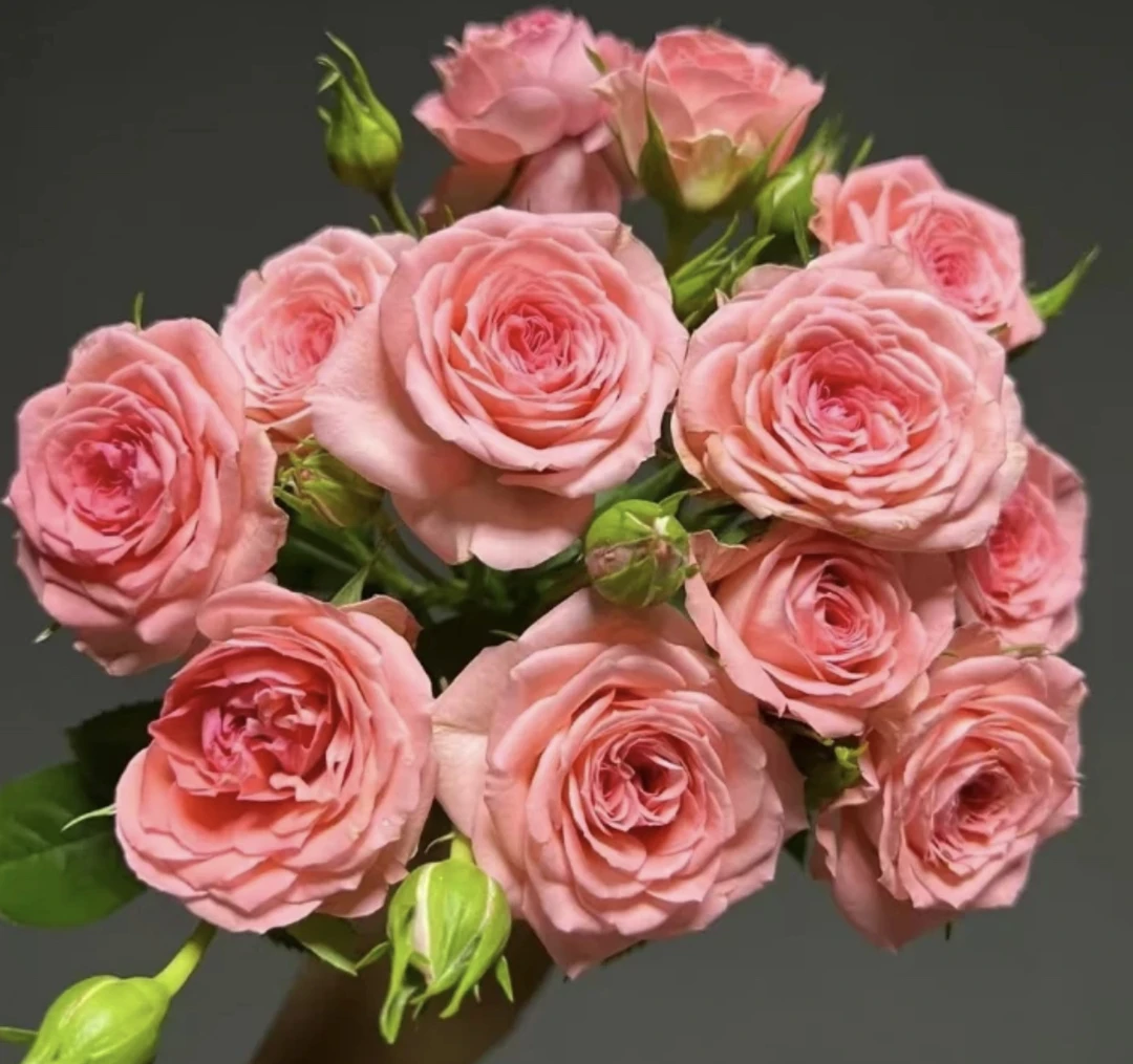 180大盆【仙杜瑞拉】大苗月季盆栽自选玫瑰花带盆带土带花苞阳台