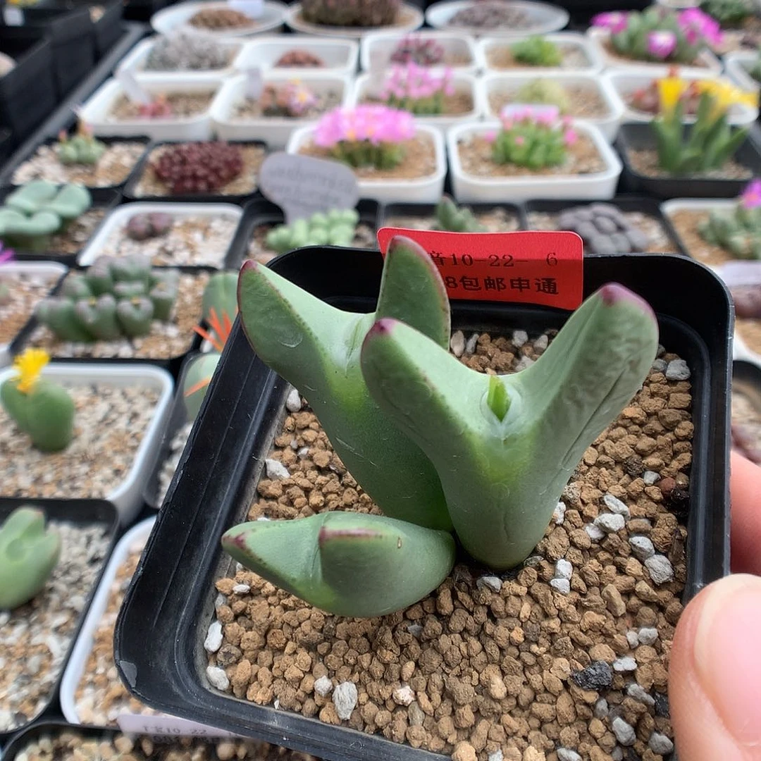 10-22-6 少将一群