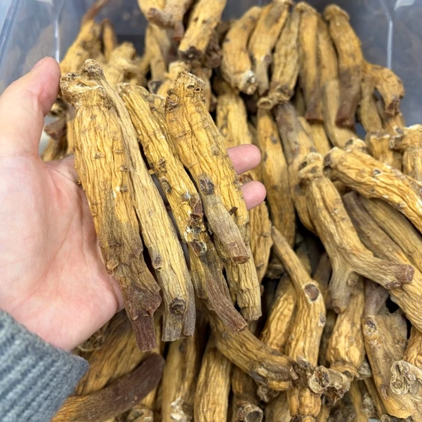 【高丽参天17-18头】韩种泡菜国纯原枝老高丽参香浓郁品质优良滋补